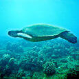 Snorkeling with Turtles in Oahu
