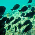 Snorkeling with fish