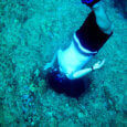 Free diving adventures