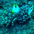 Oahu Snorkeling