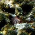 Sea live snorkeling