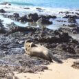 Mokulua Island Oahu Hawaii Ocean seal beach