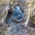 A Wedge-Tail Sheerwater chick on one of Oahu's offshore islands