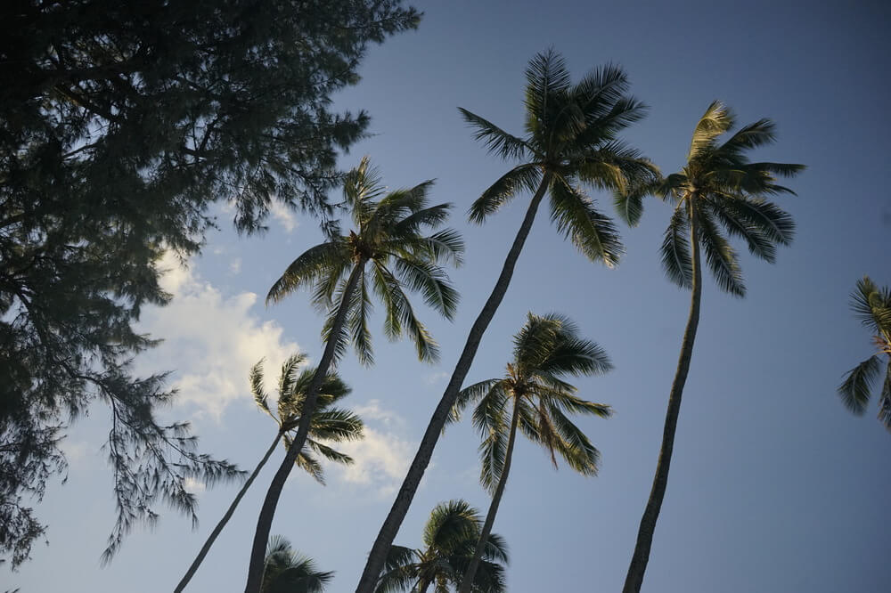 palm trees at sunset