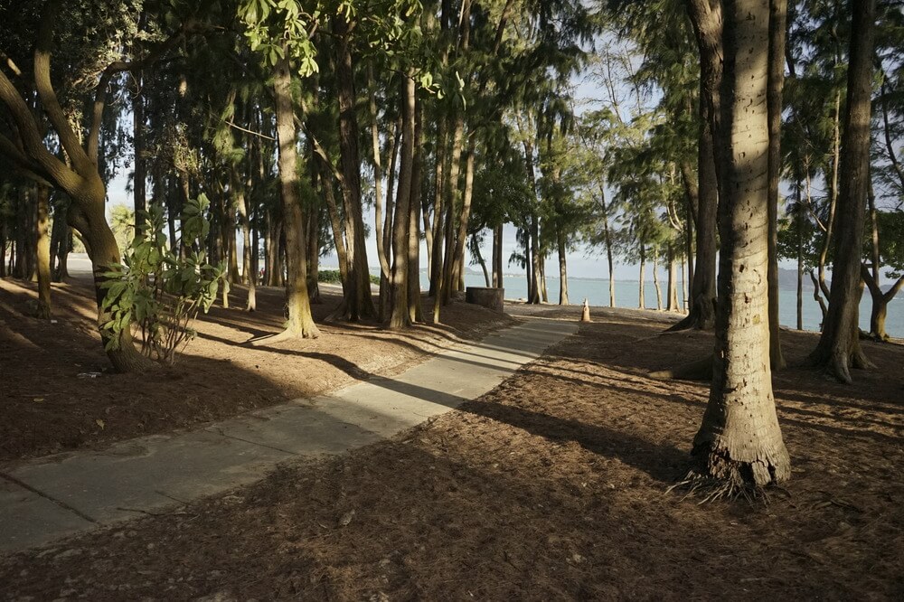 a path leading to the beach in trees