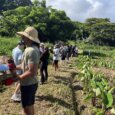 volunteers work to preserve an ancient Hawaiian cultural site