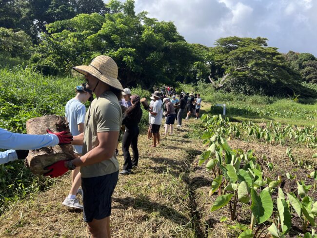 volunteers work to preserve an ancient Hawaiian cultural site